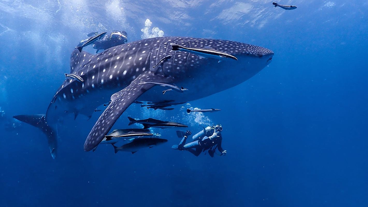 泰國皮皮島PKT中華潛水+瑪雅灣+小皮皮島體驗潛水水肺潛水4小時【潛店自營 體驗船潛 鯨鯊海龜 PADI五星】