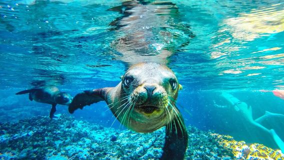 UNESCO World Heritage Site: 1 Day Coronado Island from Loreto Adventure