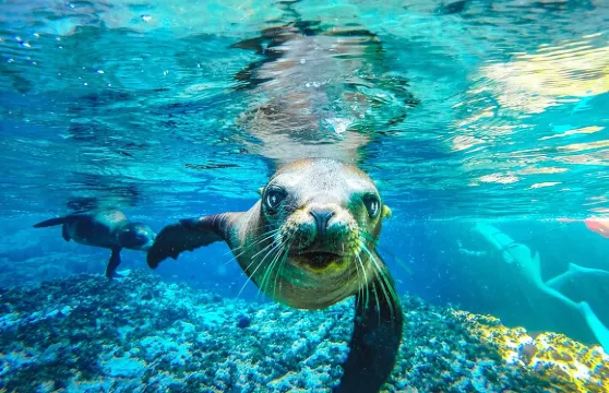 聯合國教科文組織世界遺產：從洛雷托探險之旅出發，一日遊覽科羅納多島