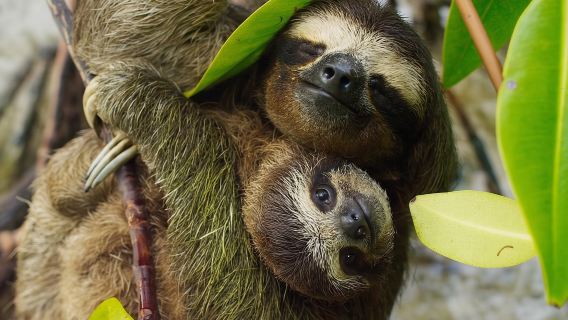 Day Trip from San Jose to Sloths & other wildlife Rescue Center