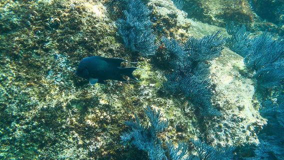 Private Los Cabos snorkeling tour to Chileno bay and Santa Maria cove