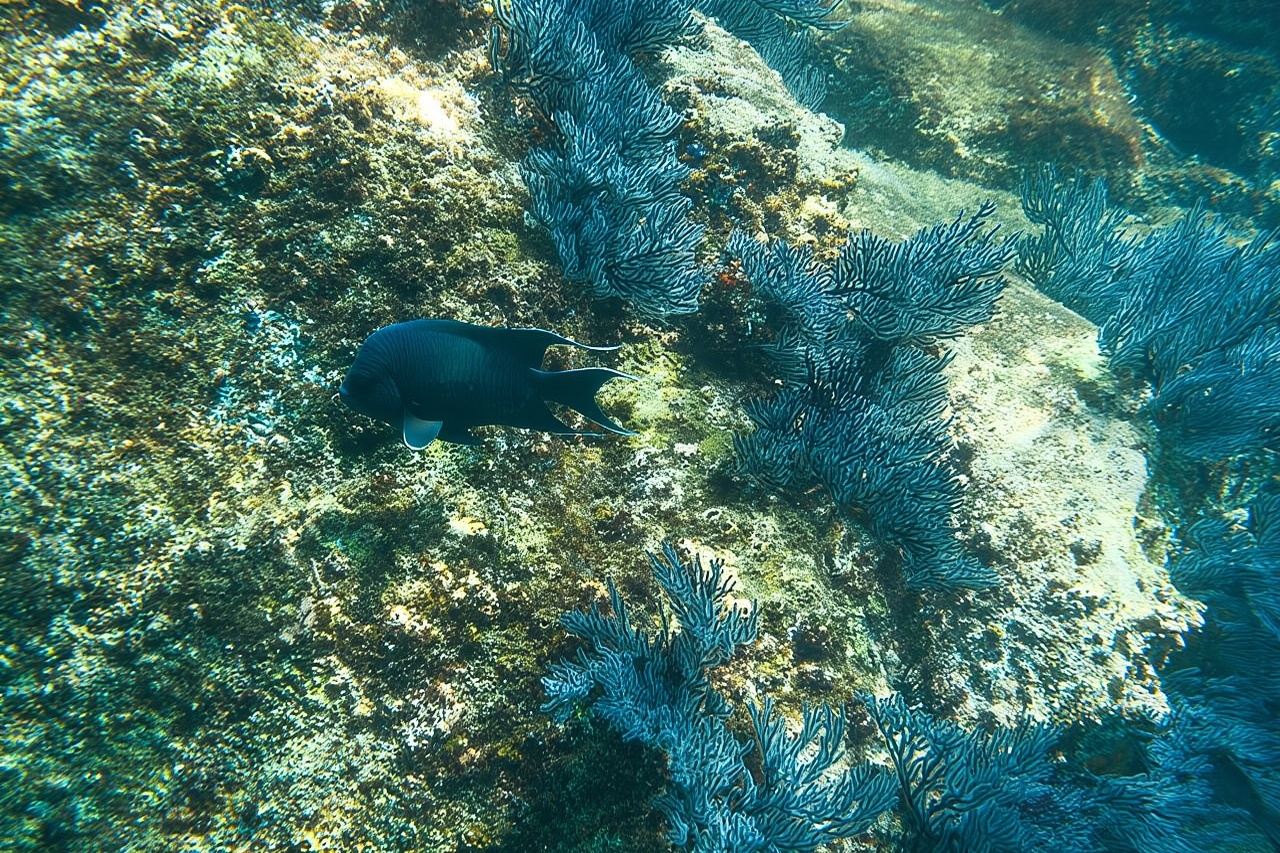 Tour privado de snorkel en Los Cabos a la bahía Chileno y la cala Santa María