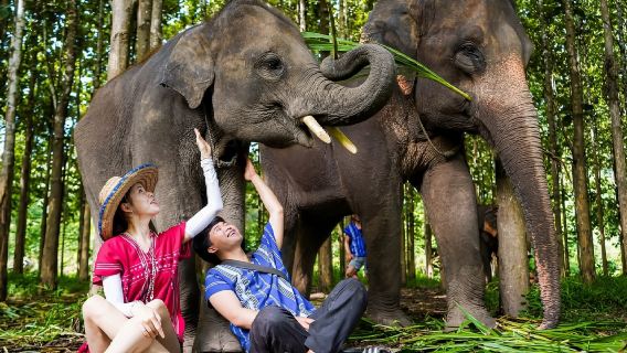 タイ・チェンマイ シークレット・エレファント・サンクチュアリ+ブアトーン滝-ナムプ チェットシー国立公園 半日ツアー/ワンデーツアー【ホテル送迎付き】