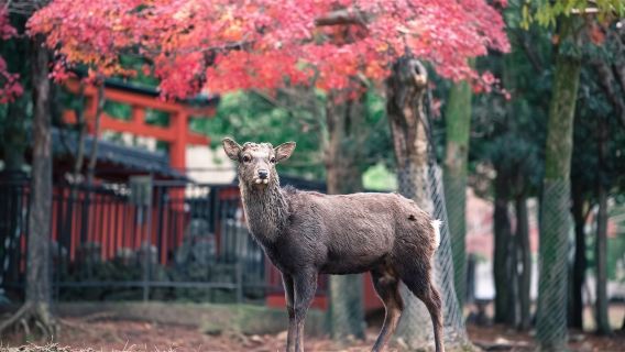 日本京都+奈良+奈良公園+伏見稻荷大社+嵐山【拼車一日遊】