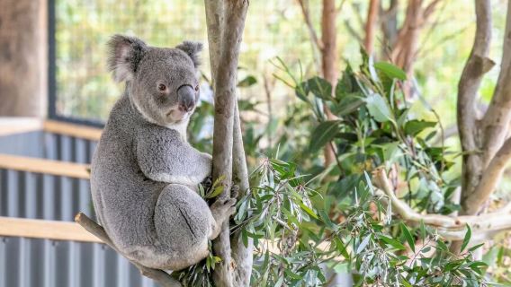 Ưu đãi đặc biệt tour ghép (nhóm nhỏ và vừa) Sydney Zoo + Blue Mountains tour 1 ngày kinh điển · Vui lòng liên hệ nhân viên chăm sóc khách hàng để biết lịch trình đoàn
