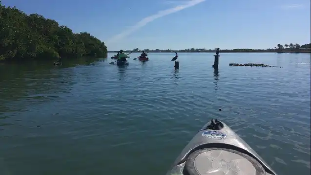 Sarasota Guided Mangrove Tunnel Kayak Tour