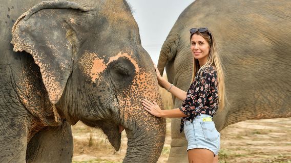 excursión de un día al Campamento de Elefantes Chaplin en Chiang Mai, Tailandia | Cascada Sticky (opcional) | Traslados incluidos