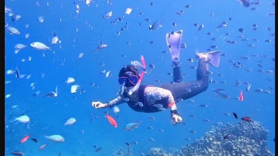 3-Hour diving and Snorkeling Experience in Ishigaki Island, Taketomi Island, and Iriomote Island, Okinawa, Japan [Half-Day Snorkeling - Morning Tour]