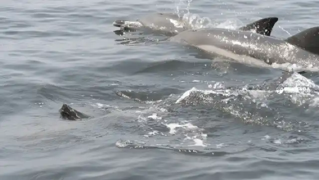 The whale ballet: Cetacean watching off Pointe-Noire