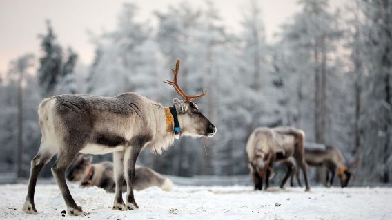 RUKA: Reindeer Feeding, Sleigh Ride & Fireside Delicacies