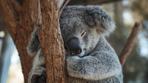 Australisches Hinterhofabenteuer im Taronga Zoo