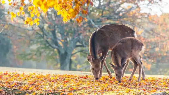 Kyoto/Osaka: Kinkakuji, Bamboo Forest, and Nara Deer Park