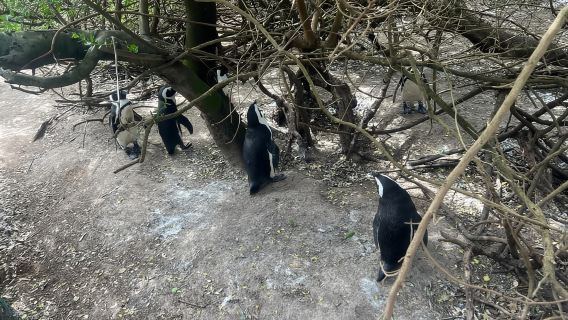 Private Day Tour Cape Point, Cape Of Good Hope & Penguins