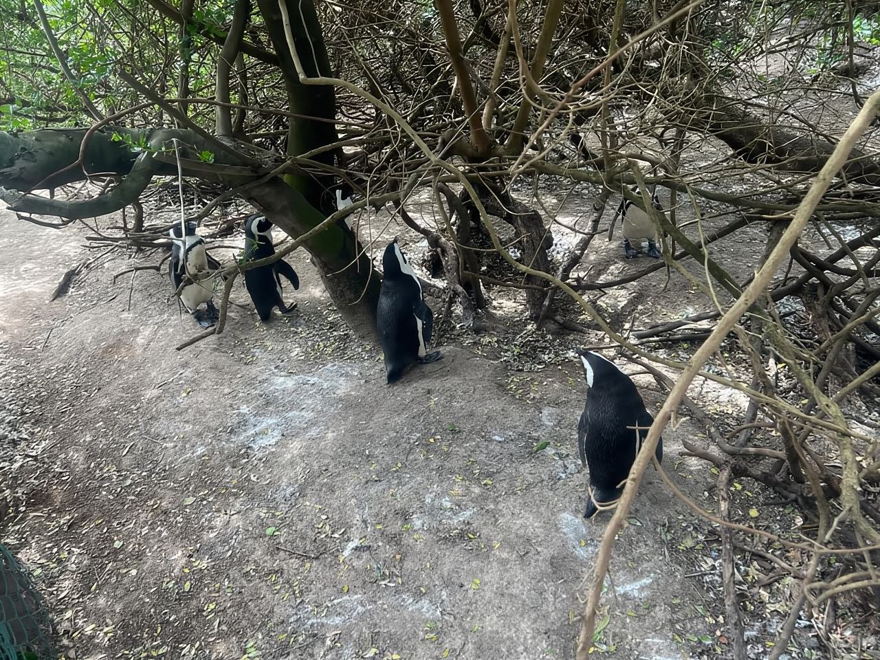 Private Day Tour Cape Point, Cape Of Good Hope & Penguins