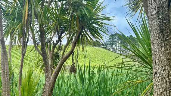 จากโอ๊คแลนด์: ทัวร์โรงกลั่นไวน์บนเกาะไวเฮเกะ