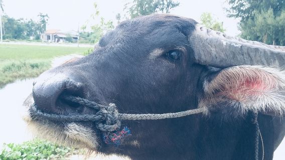 Riding Water Buffalo Hoi An Private Bike Tour