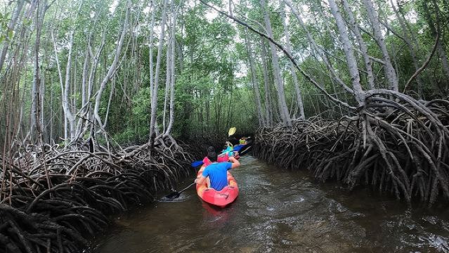 1 Hour Mangrove Tour From Lembongan with Kayak, Paddle, or Boat