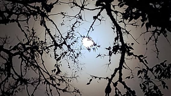 Combo: "Dark of the Moon" Ghost Tour + Red Light District Tour