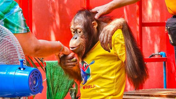 ทัวร์ 1 วัน ซาฟารีเวิลด์ กรุงเทพ [โปรโมชั่นพิเศษรถส่วนตัว|บริการจีน-อังกฤษ|อาหารกลางวันให้เลือก]