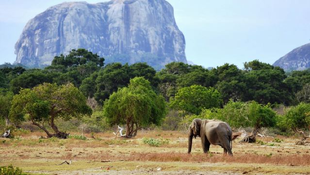 อุทยานแห่งชาติยาลา ซาฟารีสัตว์ป่า/ทัวร์ขับรถชมสัตว์ - โดย Ajith Safari