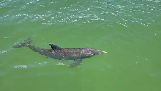 ทัวร์ชมโลมาและเที่ยวชมหาดฟอร์ตไมเออร์ส พร้อมอาหารว่าง