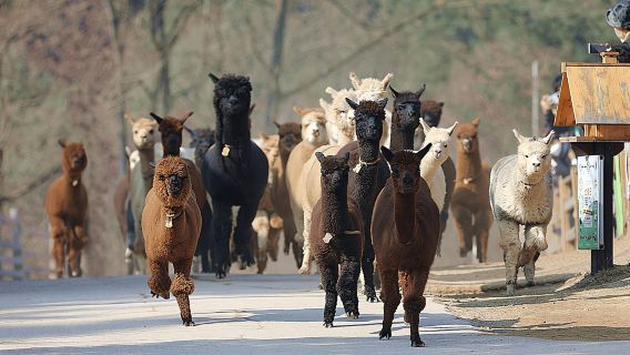 Seúl: Teleférico Samaksan y Nami con Alpaca World/Railbike