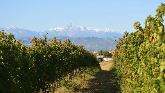 Abruzzen: Historische Kellerweinführung und Verkostung
