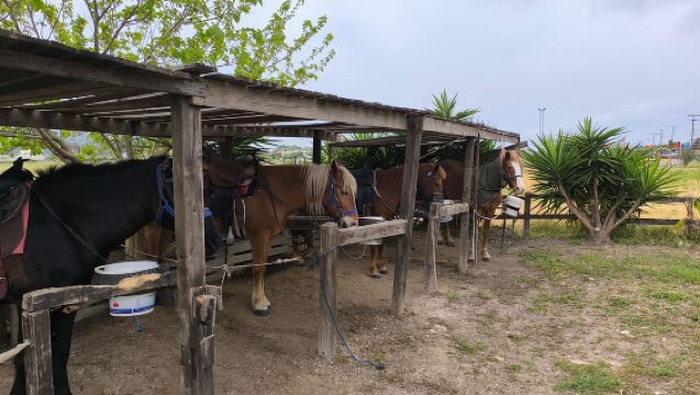 Kos: Horse Riding Experience on the Beach with Instructor