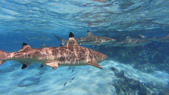 Snorkeling Skuter Jet Laut: Berenang Bersama Penyu, Pari & Jerung