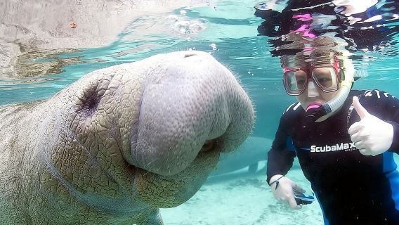 Most Popular 3hr Manatee Swim Tour + In-Water Guide!