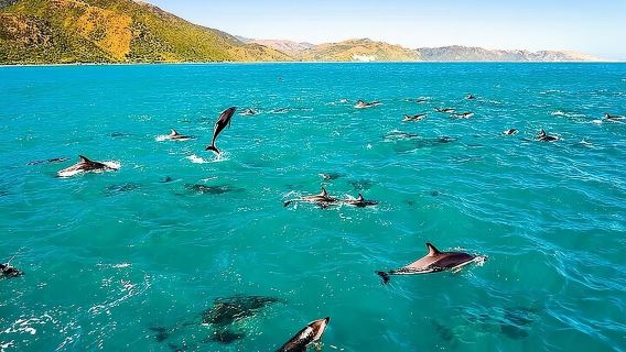 Dolphin, Sea Cave & Captain Cook Snorkel Combo in Kealakekua Bay