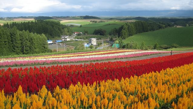 [Biei/Furano] Tagesausflug mit privatem Auto!