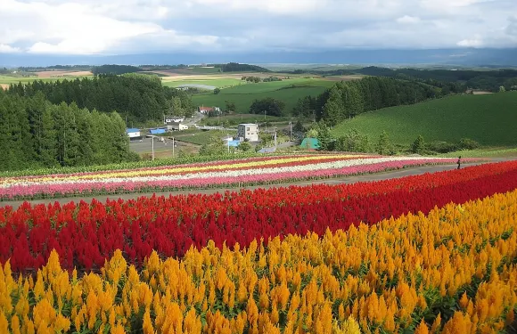 【美瑛町/富良野】 私家車一日觀光遊！