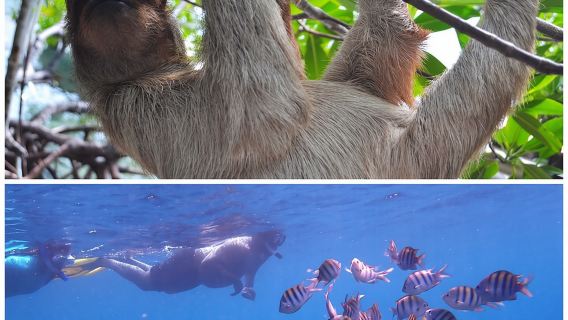 Roatan Drift Snorkel and Monkey/Sloth Sanctuary Tour