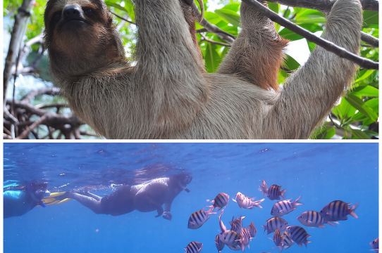 Tour de snorkel y santuario de monos y perezosos en Roatán Drift