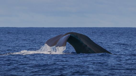 Terceira Island: Whale & Dolphin Watching | Best Wildlife Tour