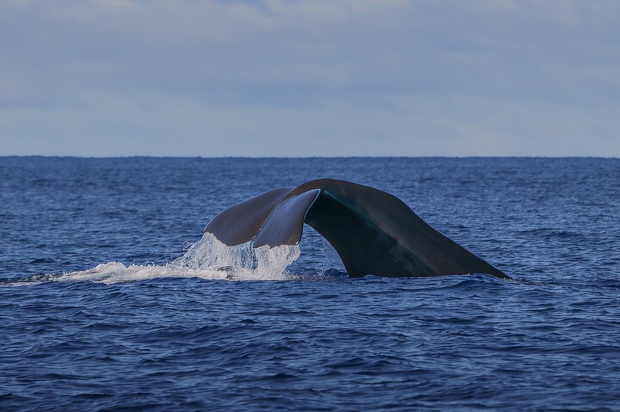 Terceira Island: Whale & Dolphin Watching | Best Wildlife Tour