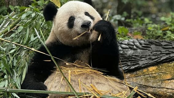 【日本語ガイド付きプライベートツアー】シャンシャンに会いたい！雅安パンダ研究基地日帰りツアー
