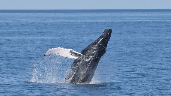 Whale Dolphin and Bird Watching Ecotour Cruise