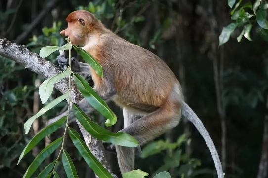 沙巴美人魚島+Kawa紅樹林亞庇一日遊【浮潛+尋覓螢火蟲】