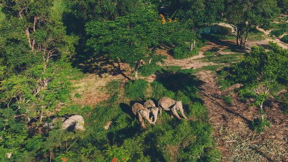 Santuario Ético del Reino de los Elefantes de Samui y Tour por el Skywalk