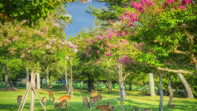 日本大阪大阪城 & 梅田藍天大廈 & 道頓堀步道一日遊