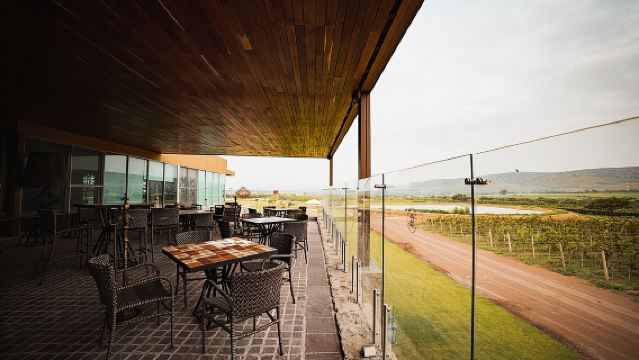 Recorrido por viñedos locales y cata de vinos en el Valle de la Independencia