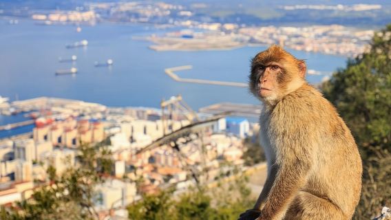 Private eksklusive ture fra Málaga og Marbella til Gibraltar