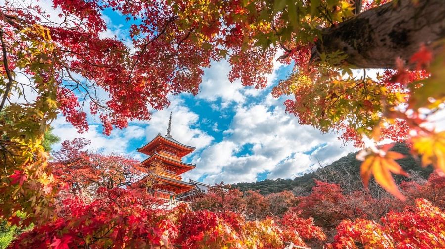 【京都&宇治一日遊】金閣寺+清水寺+平等院+抹茶美食街