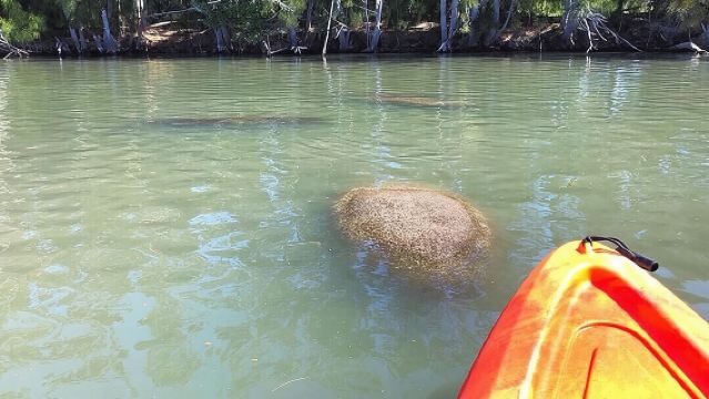 Dolphin & Manatee Kayaking Tour in Orlando Area
