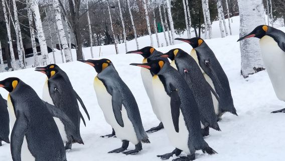 Hokkaido Asahiyama Zoo & Biei Shirogane Blue Pond (Aoiike) & Shirahige Waterfall & Ningle Terrace 1-day tour