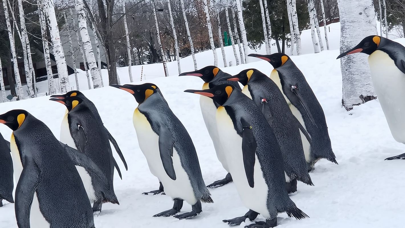 1-day tour to Asahiyama Zoo & Panoramic Flower Gardens Shikisai-no-oka in Hokkaido, Japan