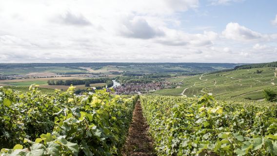 Half-Day Tour of Champagne Region in Auville, France|Includes 2 winery visits and wine tastings