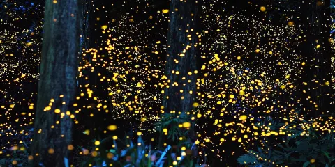 柔佛迪沙魯螢火蟲+水果園+動物園日遊|包含門票 【新山出發】